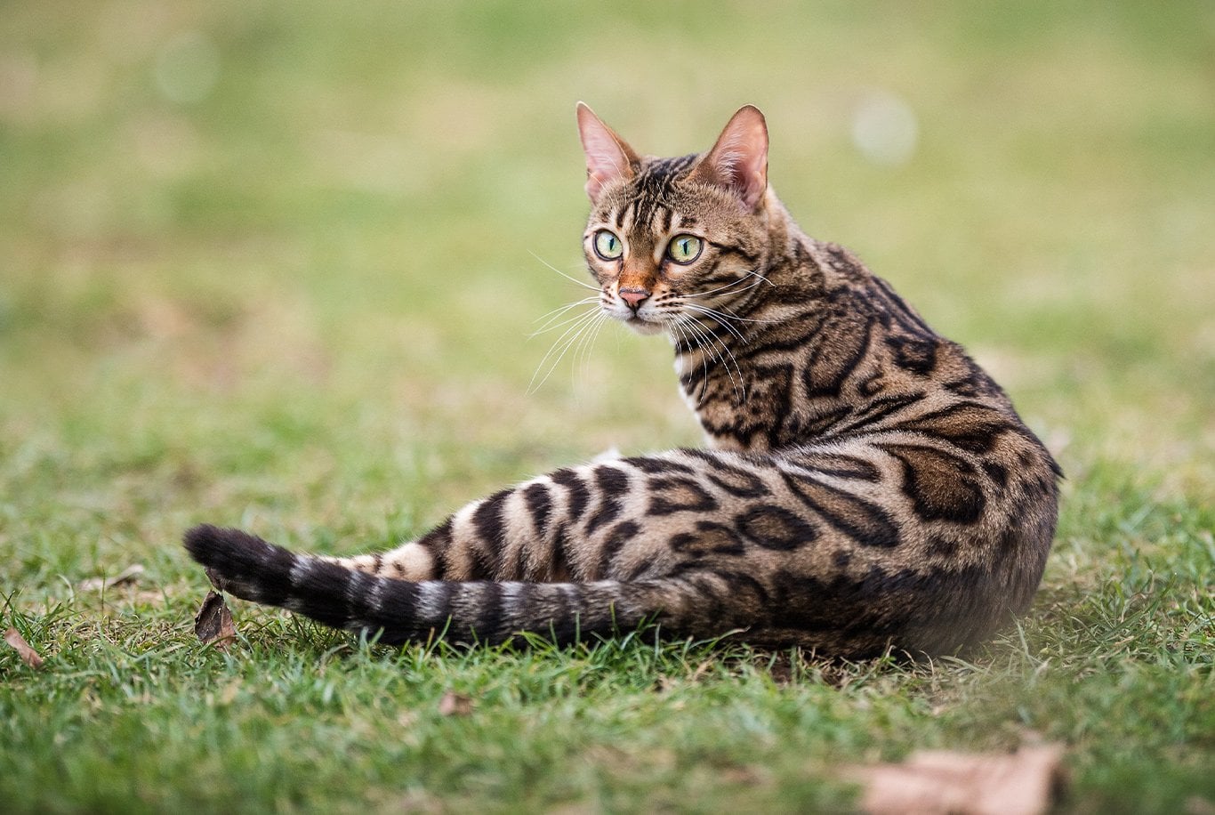 Bengal Cat