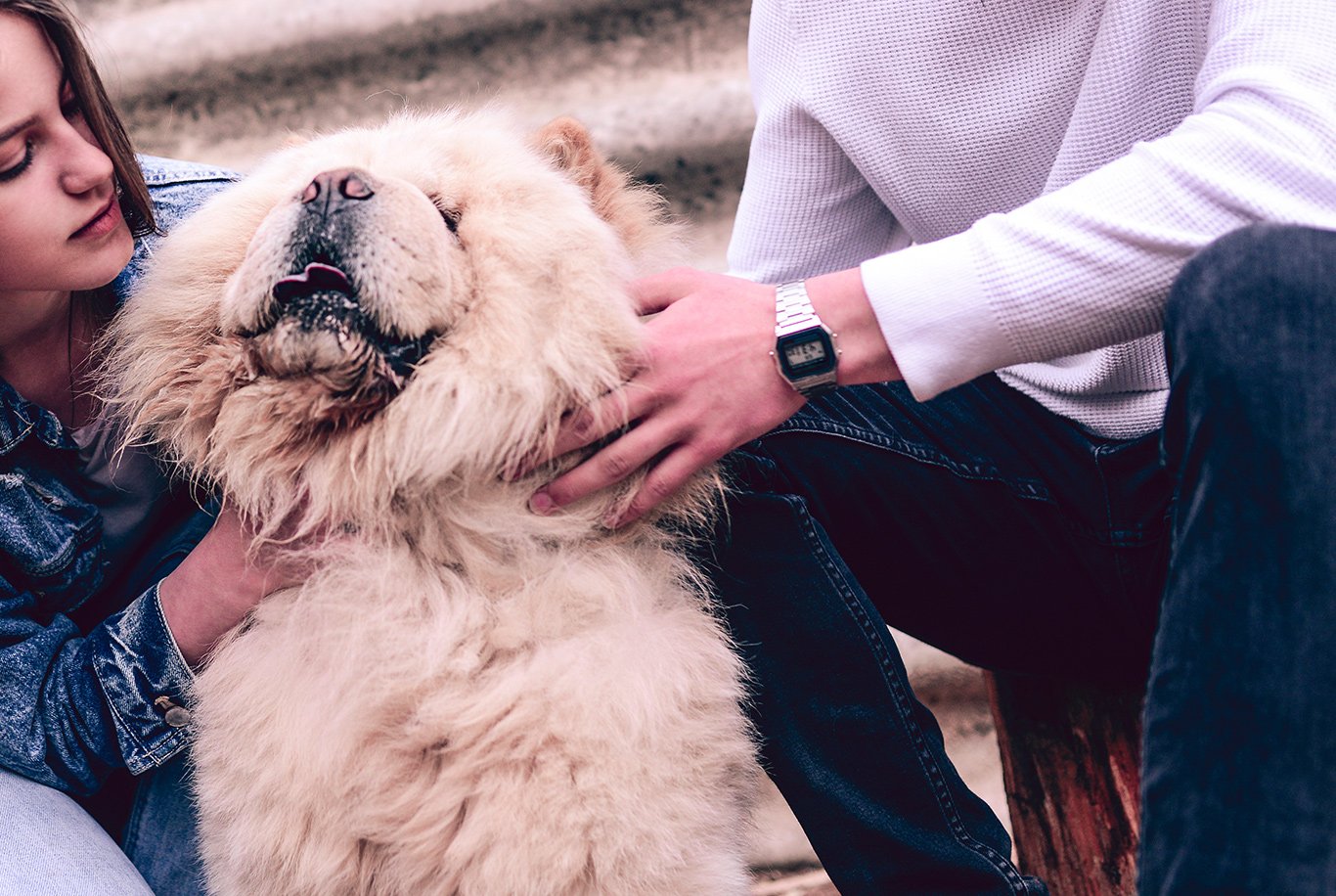 Chow chow