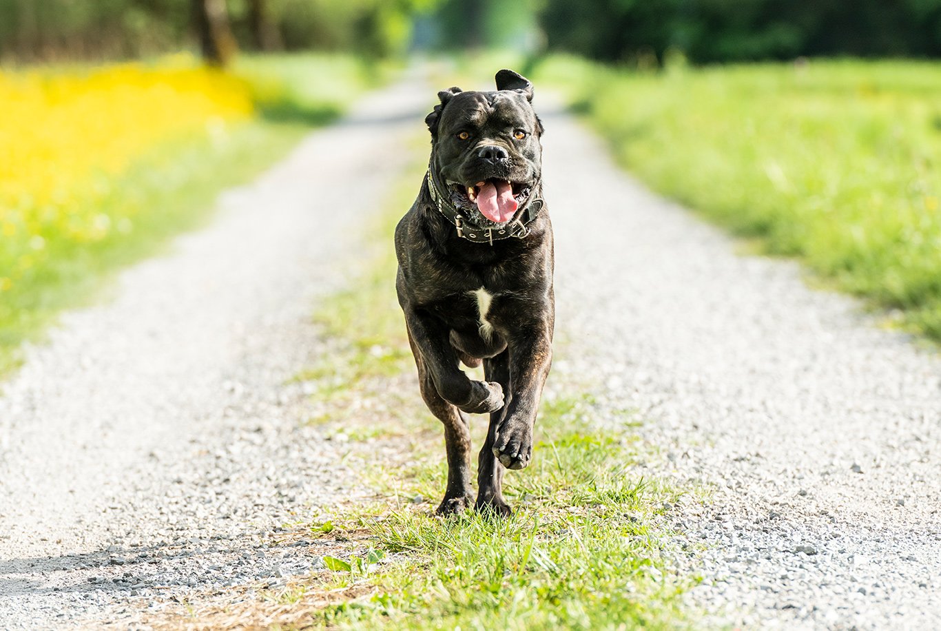 Cane corso
